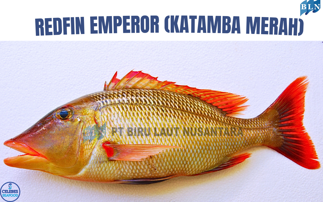 Habitat and Uniqueness of the Redfin Emperor in Indonesian Waters